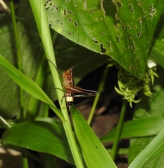 Conocephalus versicolor