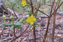Talinum fruticosum