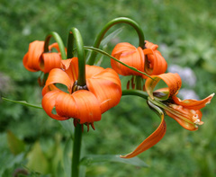Lilium carniolicum