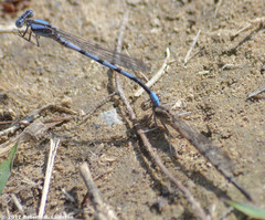 Argia nahuana