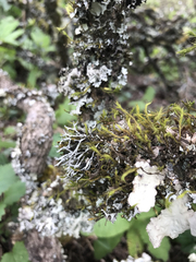 Heterodermia leucomelos