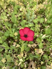 Linum grandiflorum