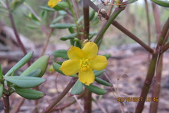 Talinum fruticosum