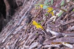 Talinum fruticosum
