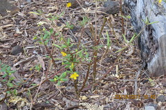 Talinum fruticosum