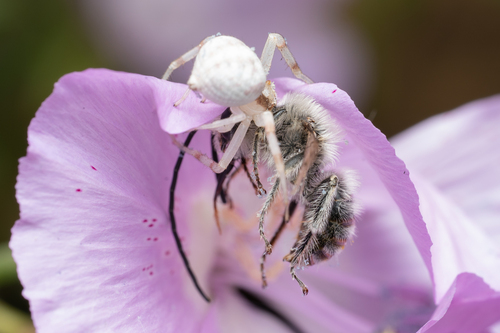 iNaturalist observation photo of Longhorn Bees
