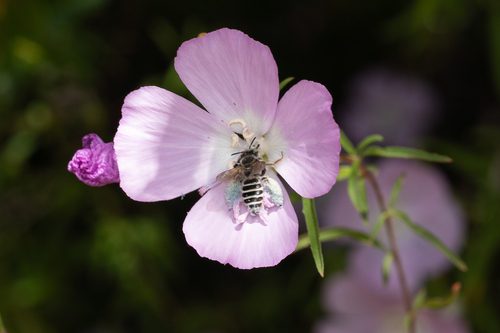 iNaturalist observation photo of Clarkia Evening Bee