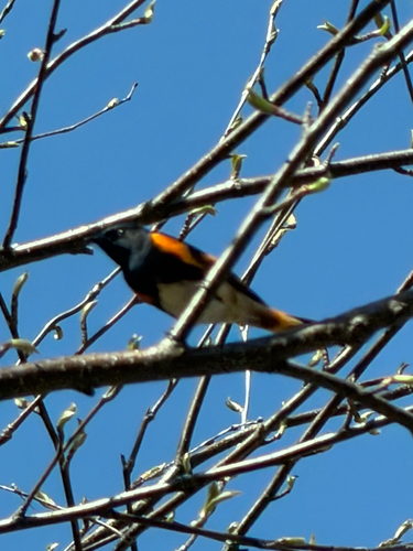 American Redstart