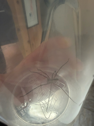 American Nursery Web Spider