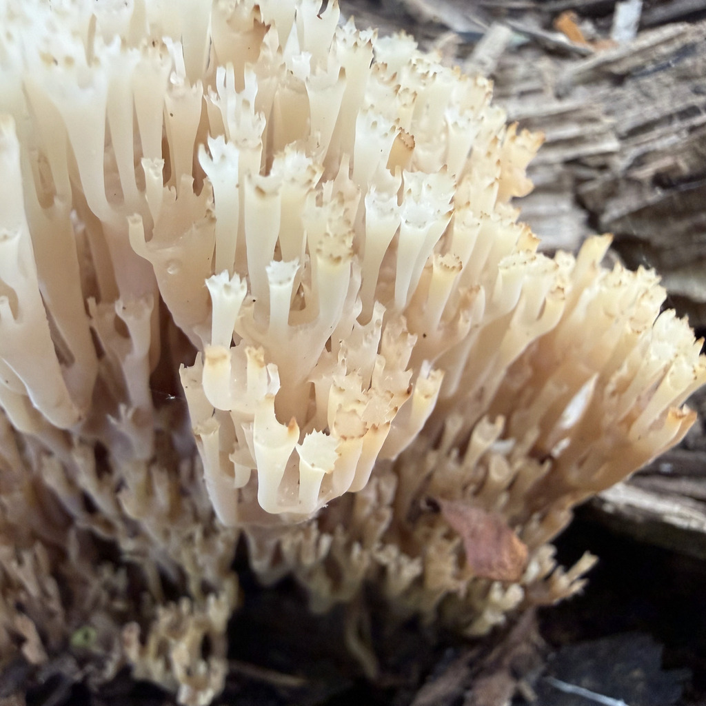 crown-tipped coral fungus · May 2026 · photo: Photo: (c) Fluff Berger, some rights reserved (CC BY-SA) · iNaturalist