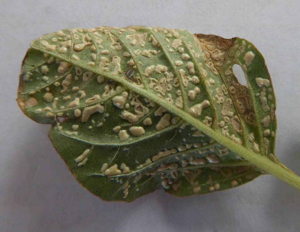Wilsoniana amaranthi