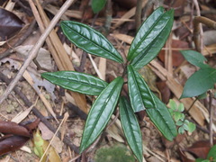 Ardisia lindleyana