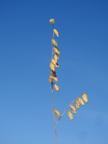 Melica minuta, photograph 6