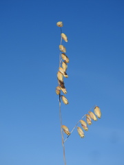 Melica minuta, photograph (c) Duarte Frade, some rights reserved (CC BY)