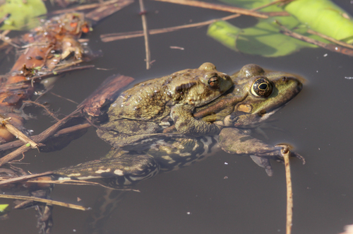 European Toad, 4128 Lexmond, Nederland, photo 7 of 10