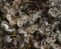 Peltigera extenuata