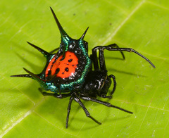 Gasteracantha scintillans