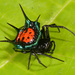 Orbweavers - Photo (c) artanker, some rights reserved (CC BY-NC), uploaded by artanker