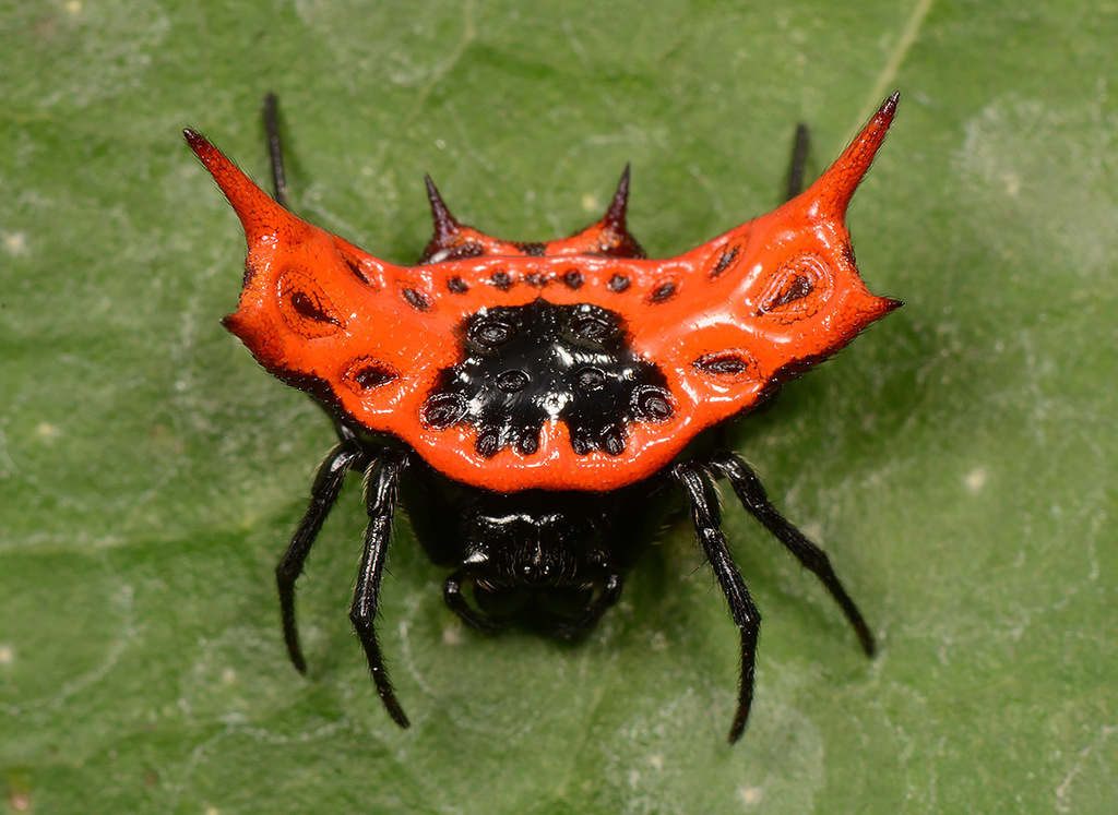 Gasteracantha signifera