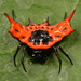 Gasteracantha signifera - Photo (c) artanker, some rights reserved (CC BY-NC), uploaded by artanker
