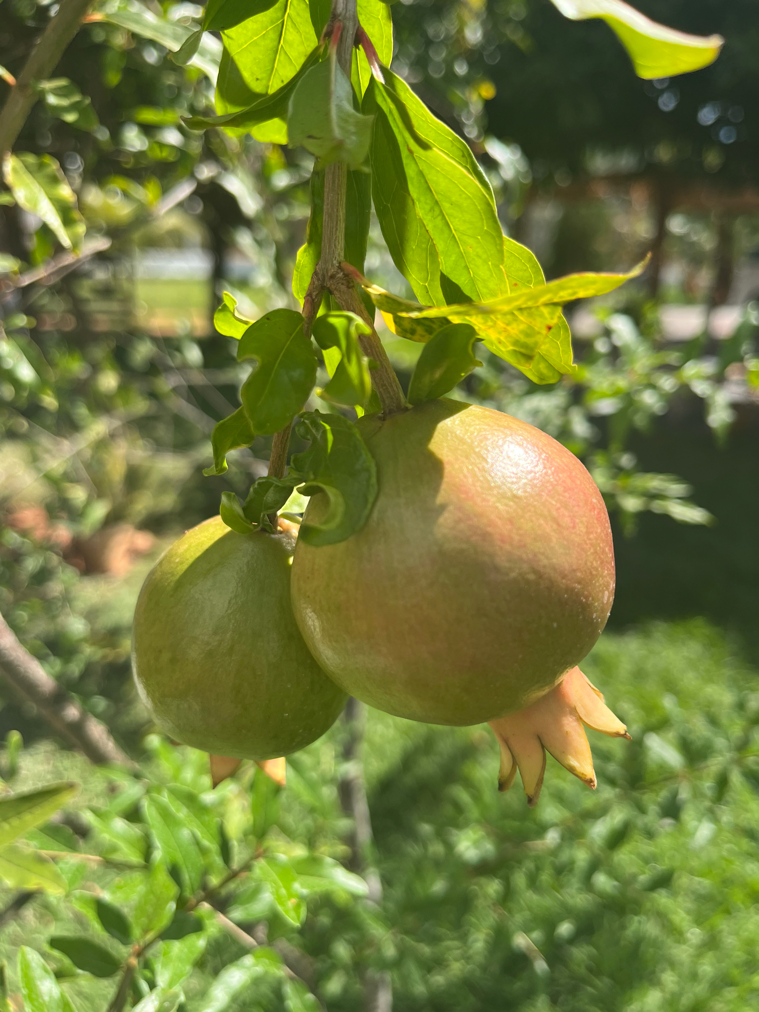 Punica granatum