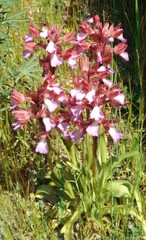 Anacamptis papilionacea papilionacea