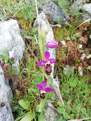 Ophrys × sommieri