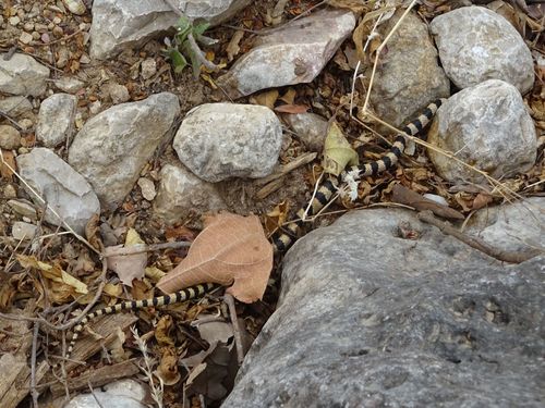Thomas' Semi-banded Racer, Platyceps thomasi