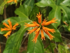 Gurania lobata