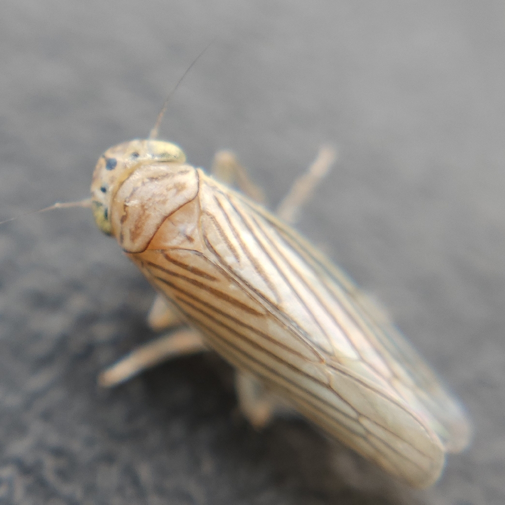 Provancherana corniculata