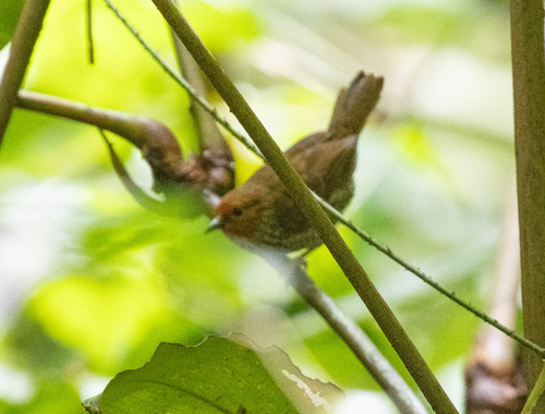Woodhouse's Antpecker (Parmoptila woodhousei), photo 2