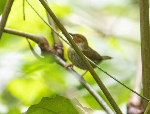 Woodhouse's Antpecker (Parmoptila woodhousei), photo 2