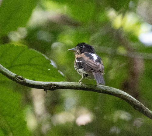 Rufous-sided Broadbill (Smithornis rufolateralis), photo 8