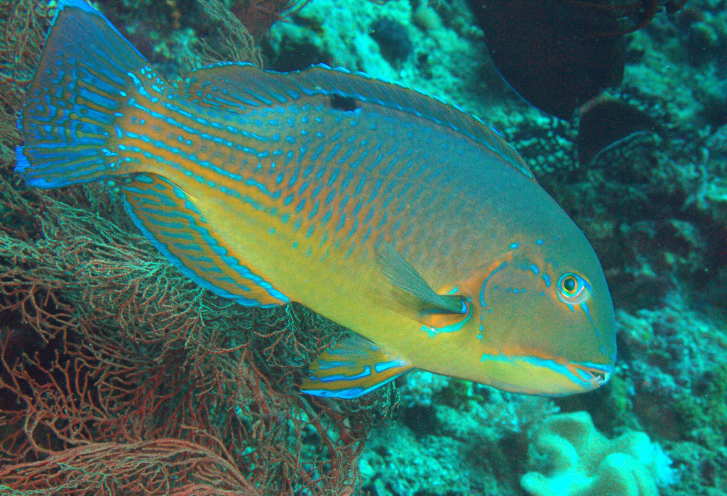 Blackspot Tuskfish