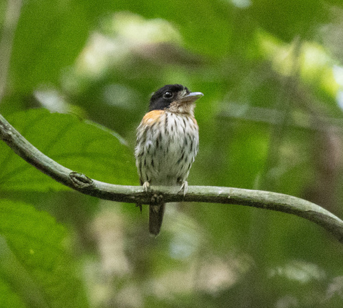 Rufous-sided Broadbill (Smithornis rufolateralis), photo 7