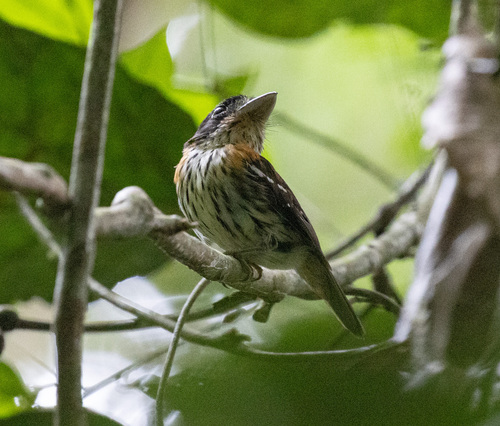Rufous-sided Broadbill (Smithornis rufolateralis), photo 1