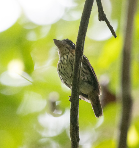 Rufous-sided Broadbill (Smithornis rufolateralis), photo 2