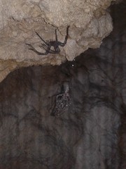 Spelungula cavernicola