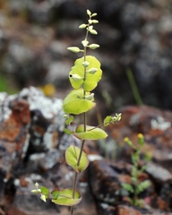 Streptanthus diversifolius