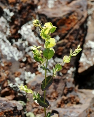 Streptanthus diversifolius