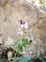 Astragalus cobrensis