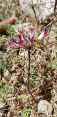 Allium parishii