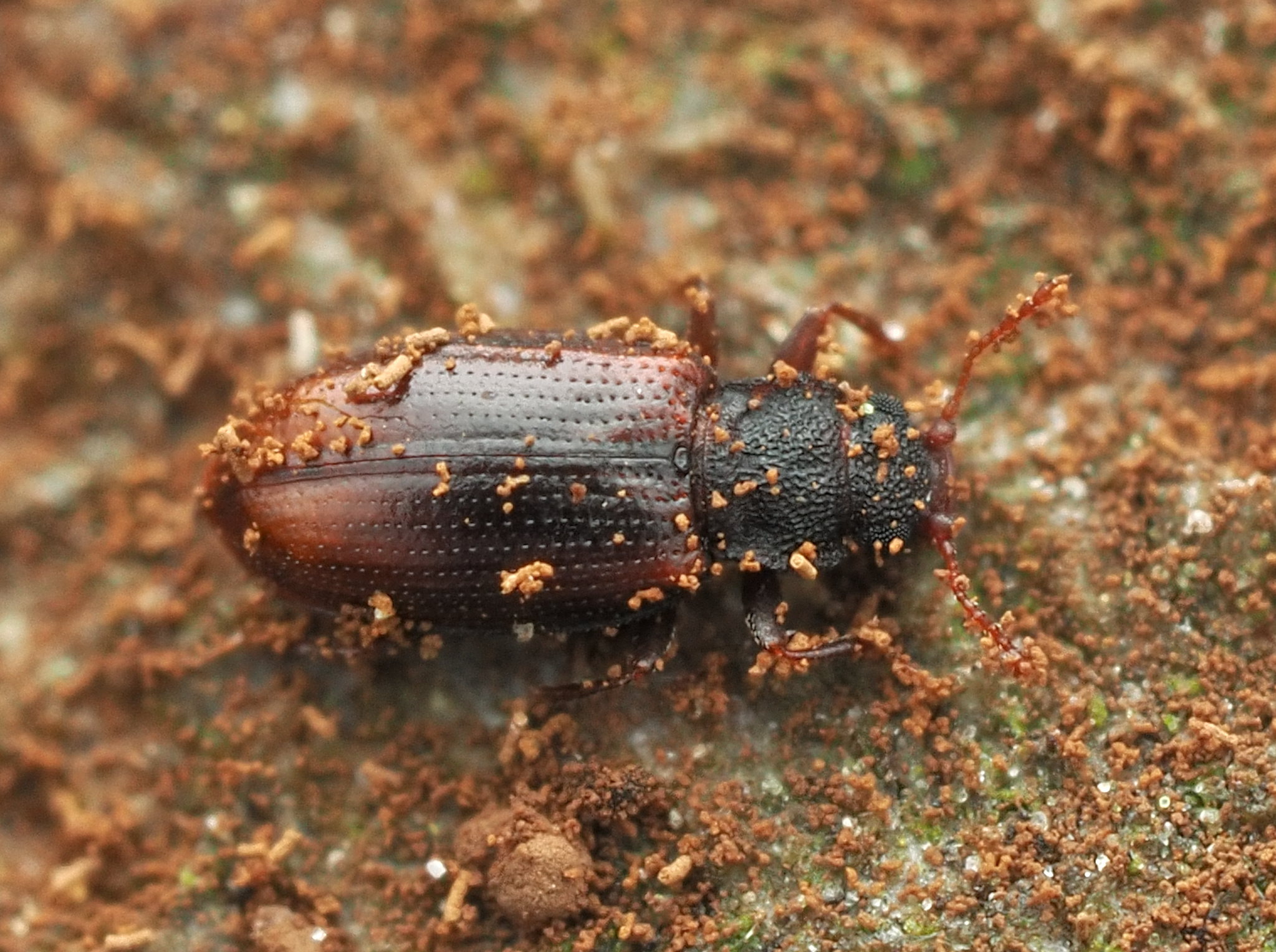 Enicmus fungicola
