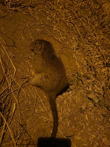 Atlantic Bamboo Rat