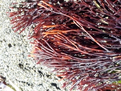 Melanthalia abscissa