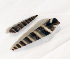 Duplicaria