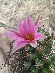 Mammillaria sheldonii