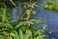 Urtica sondenii