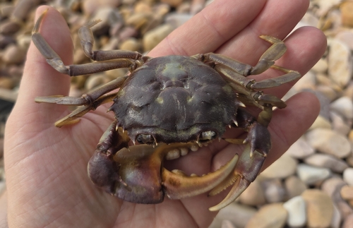 Platythelphusa armata