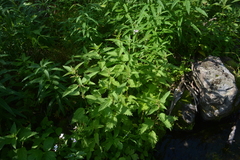 Urtica sondenii